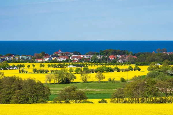 Campos Canola Costa Del Mar Báltico Kuehlungsborn Alemania —  Fotos de Stock