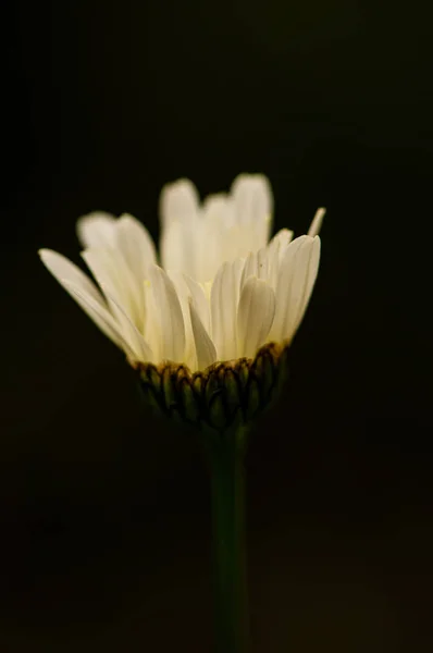 Weiße Anthemideae Blüte Auf Schwarzem Hintergrund Frühling Auf Einer Wiese — Stockfoto