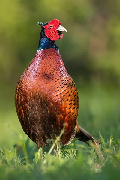 Faisán Común Masculino Dominante Phasianus Colchicus Vista Frontal Primavera Prado — Foto de Stock