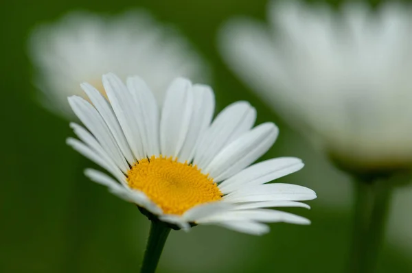 Grote Witte Anthemideae Bloeien Voorgrond Het Voorjaar Een Weiland Een — Stockfoto