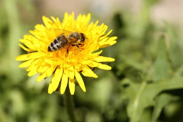 Eine Honigbiene Sitzt Auf Einer Löwenzahnblüte — Stockfoto