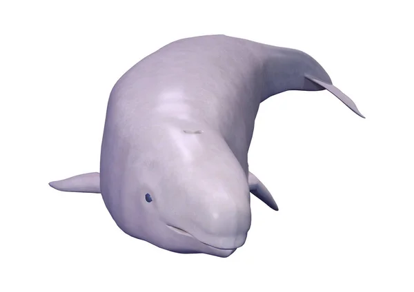 在白色背景上孤立的独角鲸或独角鲸的3D渲染 — 图库照片
