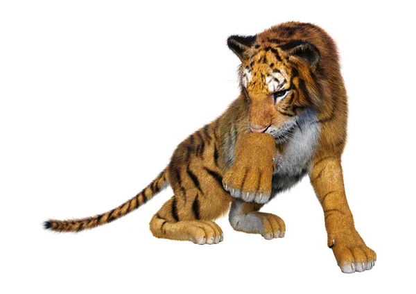 Rendering Una Grande Tigre Gatto Isolata Sfondo Bianco — Foto Stock