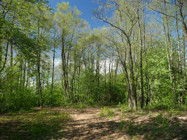 Caminho Paisagem Primavera Floresta Dia Ensolarado — Fotografia de Stock