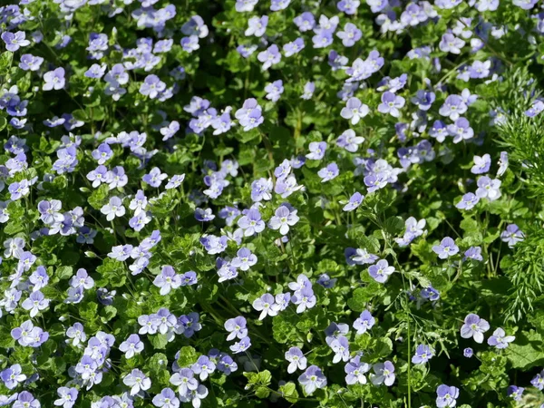 Blomma Matta Vildblomma Skog Violett — Stockfoto