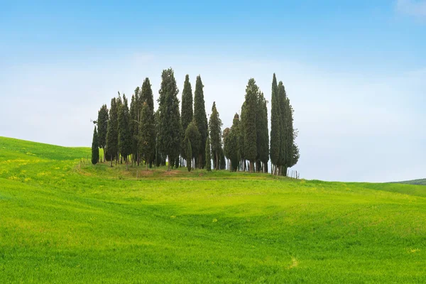 Гарний Весняний Мінімалістичний Пейзаж Італійським Кипарисами Зелених Пагорбах Сільській Місцевості — стокове фото