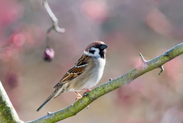 Κοντινό Πλάνο Του Μια Ευρασιατική Tree Sparrow Κάθεται Ένα Κλαδί — Φωτογραφία Αρχείου