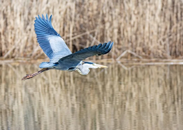 Flying Gri Heron Pasăre Aripi Deschise — Fotografie, imagine de stoc