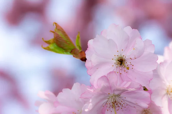 Primo Piano Fiori Ciliegio Rosa — Foto Stock