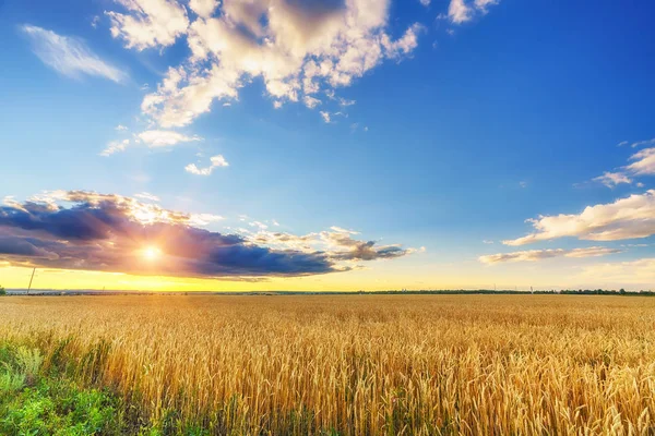 Пшеничное Поле Зерноводство Сельское Хозяйство — стоковое фото