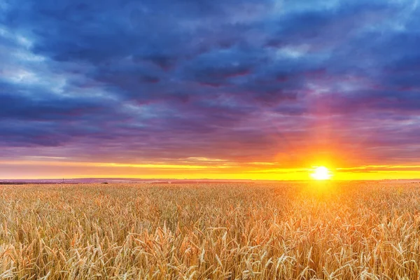 Weizenfeld Getreideanbau Landwirtschaftliche Landschaft — Stockfoto