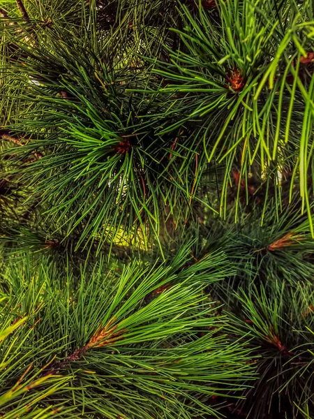 背景纹理毛茸茸的树枝作为圣诞卡 — 图库照片