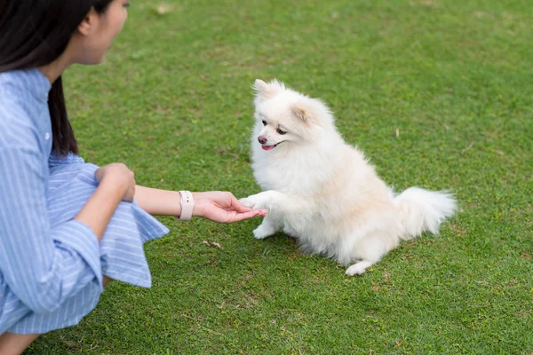 Biały Pies Pomeranian Uścisk Dłoni Właścicielem Zwierzaka Parku — Zdjęcie stockowe