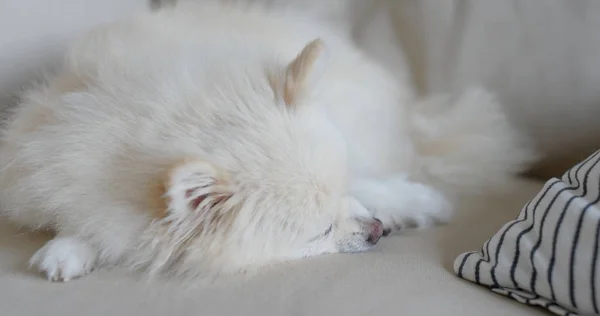 Λευκό Pomeranian Ύπνο Στον Καναπέ Στο Σπίτι — Φωτογραφία Αρχείου