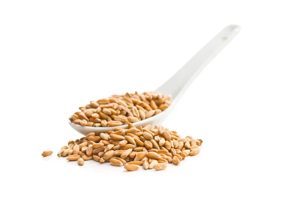 白い背景に隔離された健康的なスペルの穀物 — ストック写真