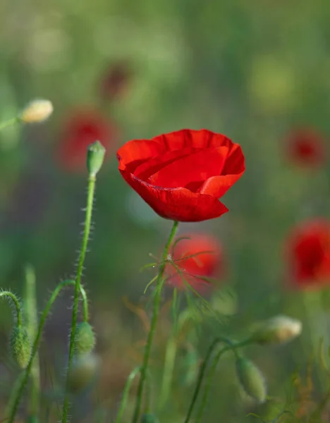 Pavot Rouge Fleurissant Dans Champ Dans Après Midi Printemps Foyer — Photo