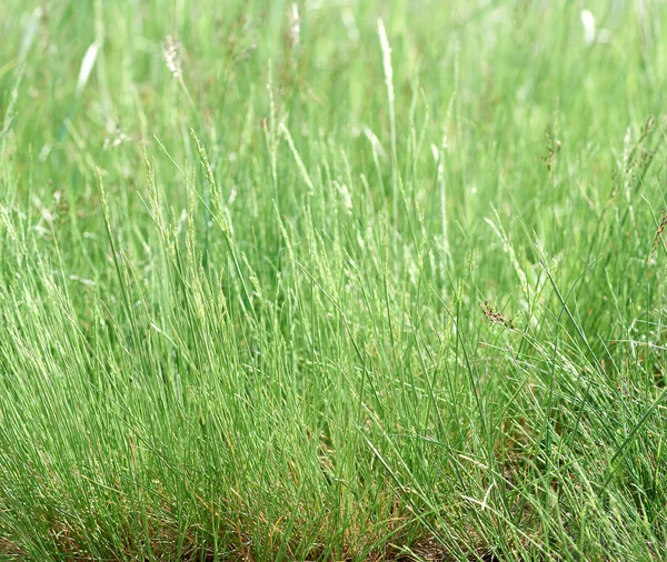 乌克兰草原地带新鲜绿草的长茎 阳光明媚的一天 全框架 — 图库照片