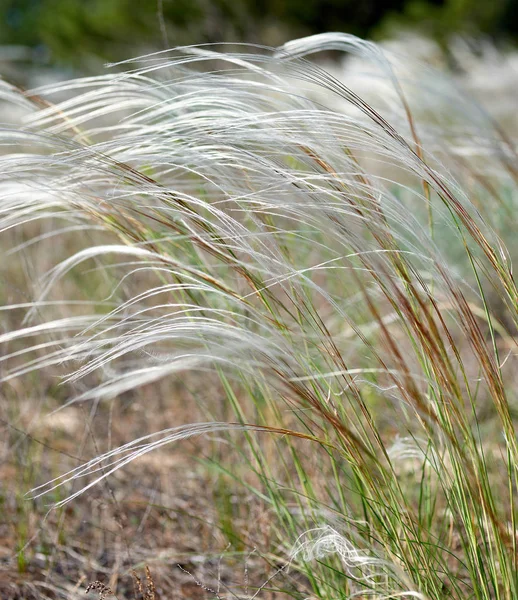 Steppe Feather Grass Selective Focus Close — Stock Photo, Image