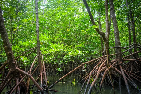 Mangrove Swamp Phang Nga Bay Thailand — Stock Photo, Image