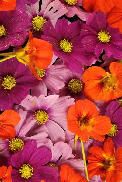 Orange Pink Flower Background Vividly Bright Bloom Floral Plant Flowerbed — Stock Photo, Image