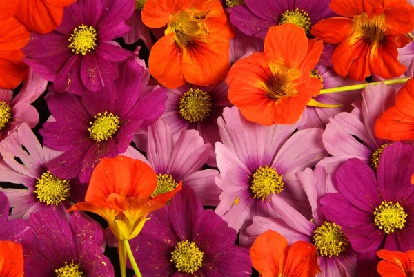 橙色和粉色的花朵背景生动明亮 花朵绽放在花园的花坛上 — 图库照片