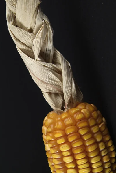 Fresh Organic Corn Sweet Corn Fresh Market Braided Bracts — Stock Photo, Image