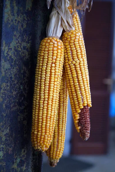 Friss Kukorica Bazárban Olaszországban — Stock Fotó