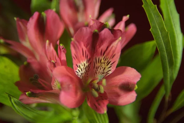 背景が暗い赤色の花のクローズ アップ — ストック写真