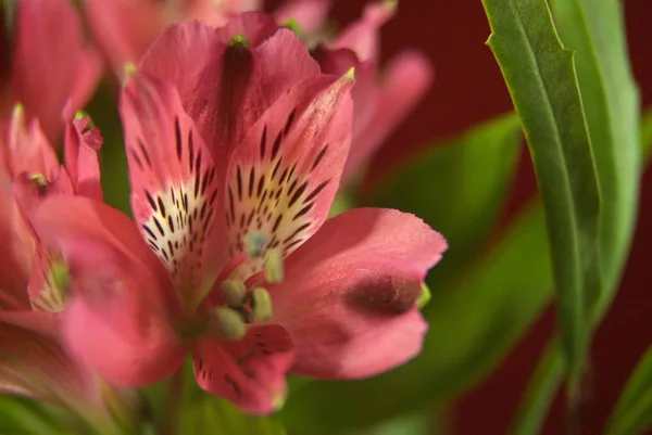 背景が暗い赤色の花のクローズ アップ — ストック写真