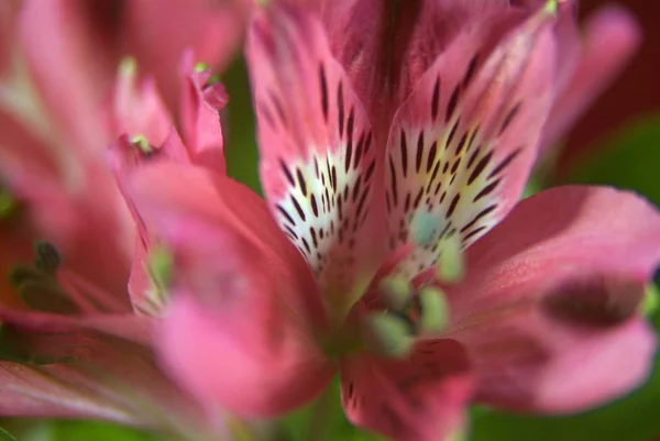 背景が暗い赤色の花のクローズ アップ — ストック写真