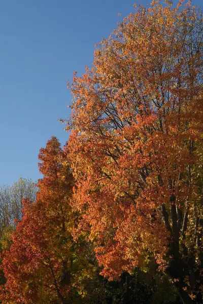 Colorful Autumn Leaves Fall Season Foliage — Stock Photo, Image