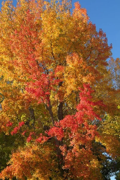 Colorful Autumn Leaves Fall Season Foliage — Stock Photo, Image