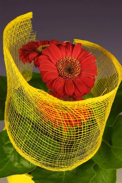 Macro of rolled flower wrapped in a colored net with visible fibers, wrapped in a grid shape, in italy garden.