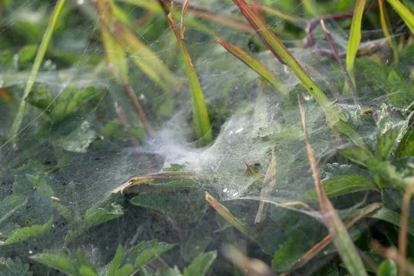 蜘蛛网在草地的顶部 露水和湿气 — 图库照片