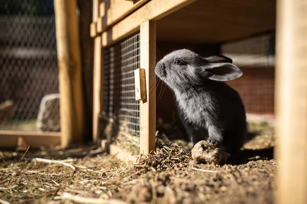 Niedliche Baby Kaninchen Einem Bauernhof — Stockfoto