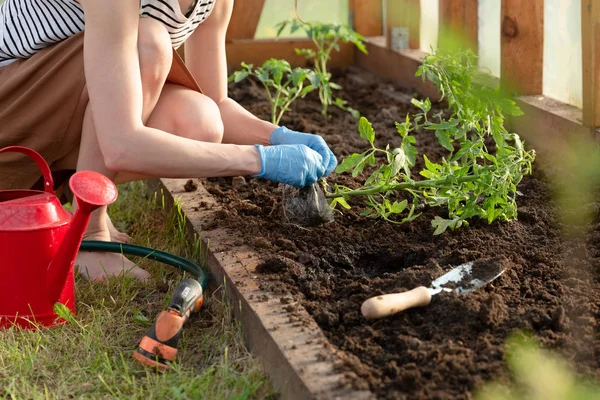 Manos Mujer Plantando Plántulas Tomate Invernadero Jardinería Orgánica Concepto Crecimiento — Foto de Stock