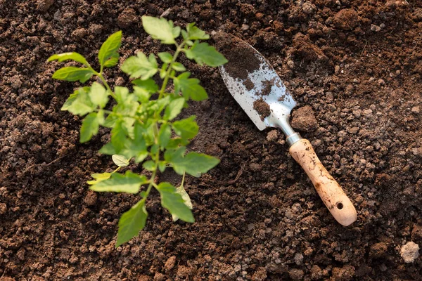 Pelle Jardin Semis Tomate Serre Concept Jardinage Biologique Croissance — Photo