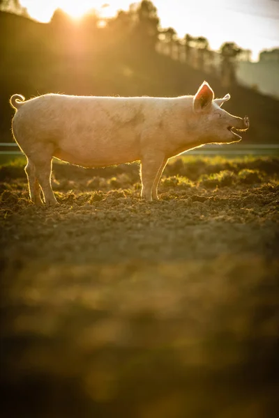 Suini Che Mangiano Prato Allevamento Biologico Carne — Foto Stock