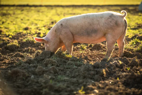 Porcos Comendo Prado Uma Fazenda Carne Orgânica — Fotografia de Stock