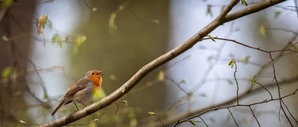 Vista Panorámica Hermoso Pájaro Petirrojo Naturaleza —  Fotos de Stock