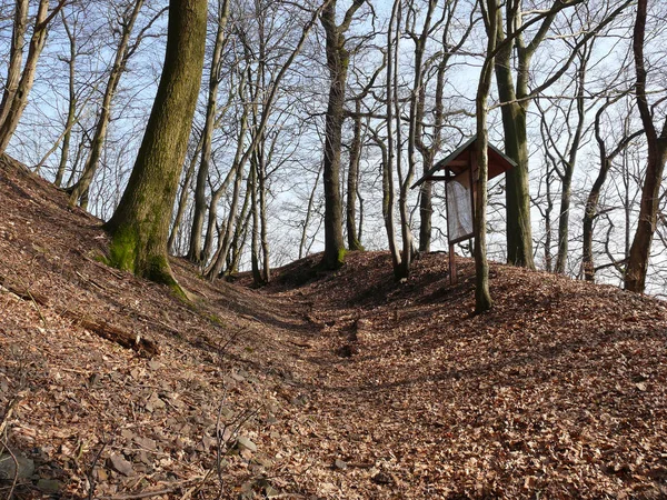 Gamla Slottsvallgraven Skogen Vid Bad Lauetrberg Harz — Stockfoto