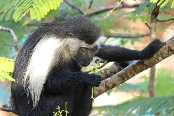 식물을 앙골라 콜로부스 원숭이 — 스톡 사진