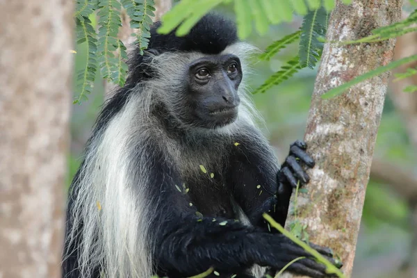 Egy Figyelmes Colobus Majom Fán — Stock Fotó