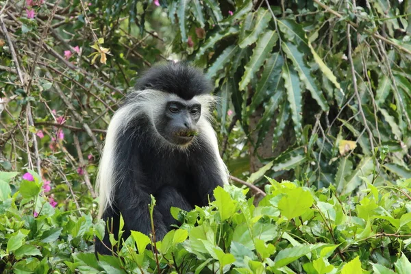 앙골라 콜로부스 원숭이가 먹는다 — 스톡 사진