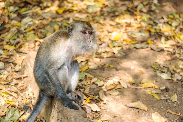 Asiatische Affenwildtiere Auf Verschwommenem Hintergrund — Stockfoto