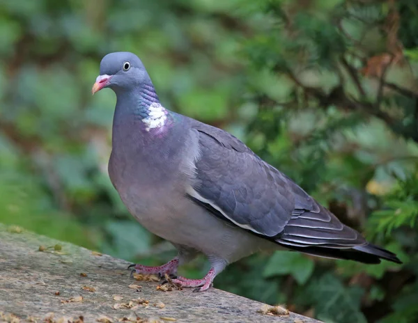 Pombo Anelado Columba Palumbus — Fotografia de Stock