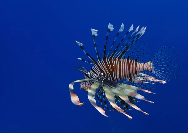 Lionfish Red Sea — Stock Photo, Image