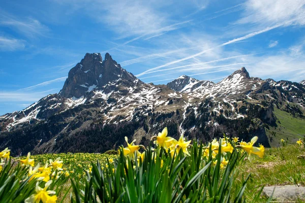 Uma Vista Pic Midi Ossau Com Narcisos Primavera Pirinéus Franceses — Fotografia de Stock