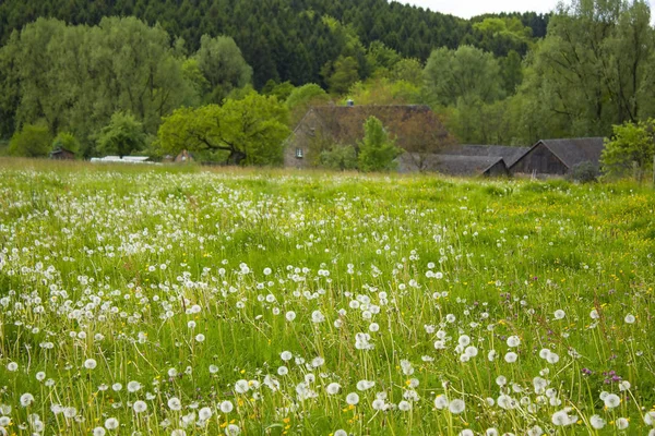 Bergisches Land Deutschland Frühlingswiesen — Stockfoto