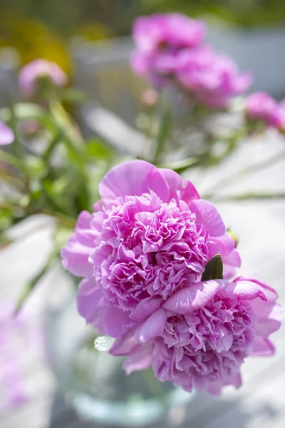 Peony Flowers Petals Flora — Stock Photo, Image